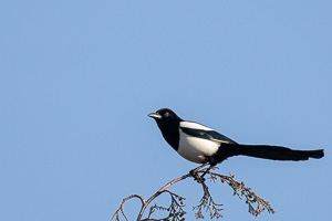 Garden Birds 5D-Mark-IV_AS_200403_5882.jpg