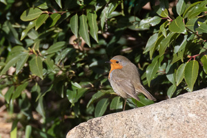 Garden Birds 5D-Mark-IV_AS_200403_5929-Bearbeitet.jpg