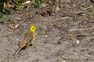 Garden Birds 5D-Mark-IV_AS_200403_5979.jpg