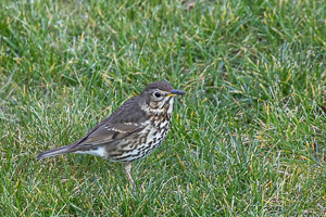 Garden Birds 5D-Mark-IV_AS_200406_6112.jpg