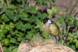 Garden Birds 5D-Mark-IV_AS_200411_6201.jpg