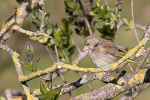 Garden Birds 5D-Mark-IV_AS_200411_6214.jpg