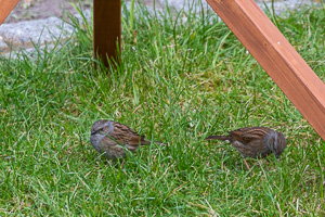 Garden Birds 5D-Mark-IV_AS_200414_6220.jpg