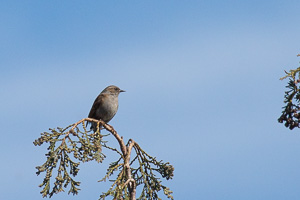 Garden Birds 5D-Mark-IV_AS_200417_6237.jpg