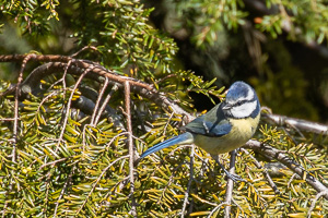 Garden Birds 5D-Mark-IV_AS_200417_6301.jpg