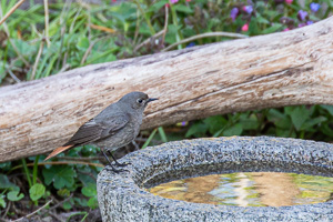 Garden Birds 5D-Mark-IV_AS_200418_6316.jpg