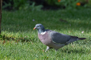 Garden Birds 5D-Mark-IV_AS_200508_7043.jpg