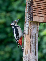 Garden Birds 5D-Mark-IV_AS_200508_7064.jpg