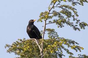 Garden Birds 5D-Mark-IV_AS_200508_7095.jpg
