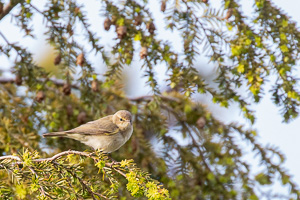 Garden Birds 5D-Mark-IV_AS_200508_7134.jpg