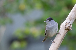 Garden Birds 5D-Mark-IV_AS_200508_7135.jpg