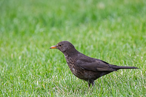 Garden Birds 5D-Mark-IV_AS_200508_7155.jpg
