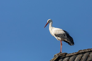 Garden Birds 5D-Mark-IV_AS_200509_7166.jpg