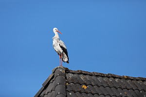 Garden Birds 5D-Mark-IV_AS_200509_7184.jpg