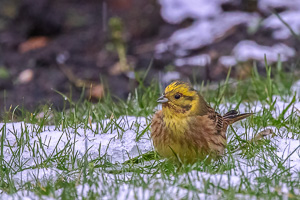 Garden Birds R5_AS_210107_3415-Bearbeitet.jpg