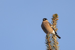Garden Birds R5_AS_210125_0810.jpg