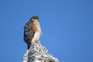 Garden Birds R5_AS_210131_4200-Bearbeitet.jpg