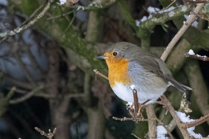 Garden Birds R5_AS_210201_4981-Bearbeitet.jpg