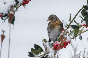 Garden Birds R5_AS_210201_5015-Bearbeitet.jpg
