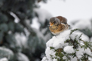 Garden Birds R5_AS_210201_5285.jpg