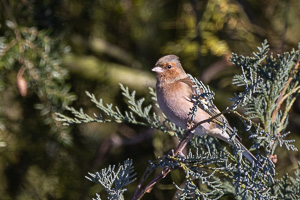 Garden Birds R5_AS_210210_6425.jpg