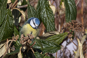 Garden Birds R5_AS_210210_6842-Bearbeitet.jpg