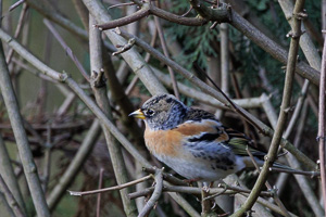 Garden Birds R5_AS_220128_2711.jpg