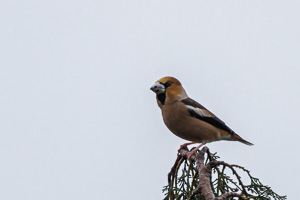 Garden Birds R5_AS_220216_3658-Bearbeitet.jpg