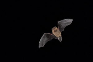 Pipistrellus pipistrellus 5D-Mark-IV_AS_190702_2820.jpg