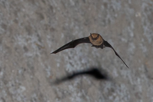 Pipistrellus pipistrellus 5D-Mark-IV_AS_190702_2879.jpg