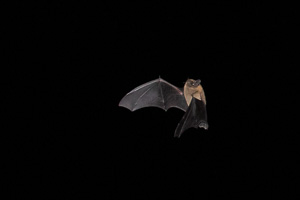 Pipistrellus pipistrellus 5D-Mark-IV_AS_190702_3058.jpg