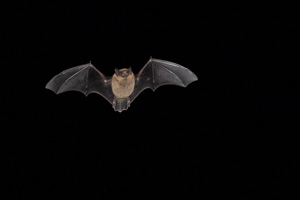 Pipistrellus pipistrellus 5D-Mark-IV_AS_190702_3061.jpg