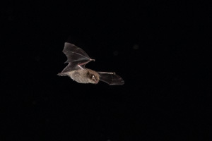 Myotis daubentonii 5D-Mark-IV_AS_190708_3219.jpg
