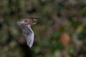 Pipistrellus pipistrellus 5D-Mark-IV_AS_190724_4353.jpg