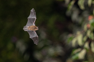 Pipistrellus pipistrellus 5D-Mark-IV_AS_190817_5984.jpg