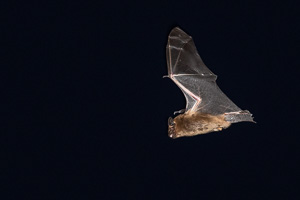 Breitflügelfledermaus 5D-Mark-IV_AS_190826_6280.jpg