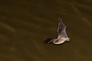 Myotis daubentonii 5D-Mark-IV_AS_200727_8813.jpg