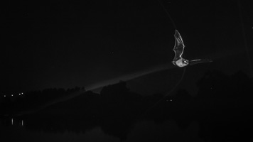 Myotis daubentonii 5D-Mark-IV_AS_200914_9696-Bearbeitet.jpg