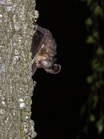 Brown Long-eared Bat 5D-Mark-IV_AS_200924_0610.jpg