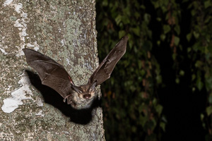 Brown Long-eared Bat 5D-Mark-IV_AS_200924_0624.jpg