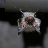 Bechstein's Bat R5_AS_210903_3843.jpg