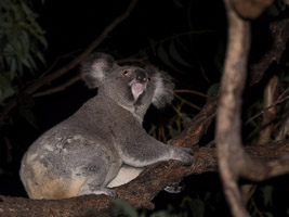 Koala 5DIV_AS_170420_0848.jpg