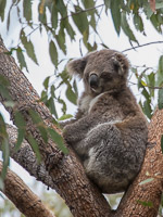 Koala 5DIV_AS_170930_5457.jpg