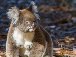 Koala EOS7D1_0291.jpg