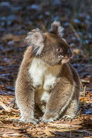 Koala EOS7D1_0292.jpg