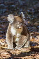 Koala EOS7D1_0293.jpg