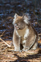 Koala EOS7D1_0294.jpg