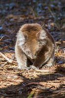 Koala EOS7D1_0295.jpg