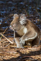 Koala EOS7D1_0296.jpg