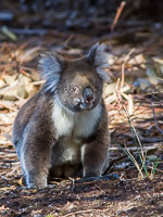 Koala EOS7D1_0301.jpg